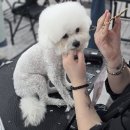 부산애견 티스토리