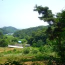 향나무 티스토리