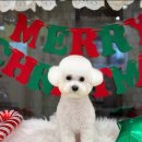 애견미용 견출지 노원점 이미지