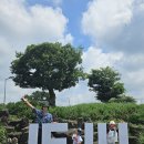 제주 동쪽 관광지 송당 동화마을 스타벅스, 수국, 도토리숲