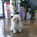 매직 펫 살롱 이미지