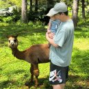 홍천시장화장실 | 여름 서울근교 갈만한곳 홍천여행 알파카월드 아기랑 유모차 후기