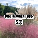 곡성-222 | 전남 핑크뮬리 명소 5곳 (보성 윤제림, 곡성 카페 압록, 국립나주박물관 등)