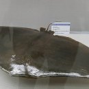 부산해양자연사박물관 이미지