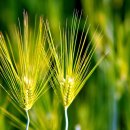 청보리목장 이미지