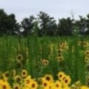 ◎看法 531...어데 어느곳에 살던지 사주는 공평하다. 이미지