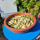 모자백반 이미지