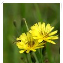 애기똥풀 이미지