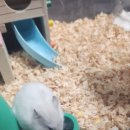 우리집막내 이미지