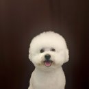 미용하개, 놀다가개 이미지