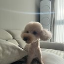 아지컷 이미지