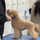 복기애견 이미지