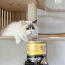 장기영 | 고양이캔사료 추천 보양식 쉐지애 애프터다크 닭 주식캔 그레인프리 습식사료