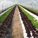 덕동농장 이미지