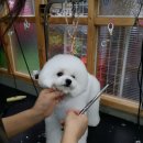 이츠펫(진천점) 이미지