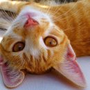 아이웰 동물의료센터 이미지