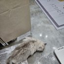 캣츠라이프 | 고양이무마취미용 고양이를 위한 완벽한 공간, 캣츠라이프 후기