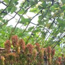 박성준 농장 이미지