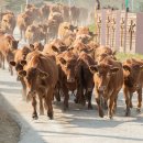 웅담2농장 이미지