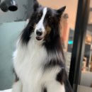 펫바스로 동탄 이미지