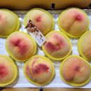 경북의성 반디농원 복숭아(황도) 30박스 마지막 한정 할인 판매 이미지