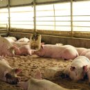 뽑기돼지 이미지