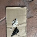 청운카 정비나라 | 토스카 공임 나라 라디에이터 교체 후기(라디에이터 터짐 자가 수리 후 누수)