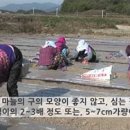 마늘심는 방법 마늘심는시기, 마늘심기 그 후(우째 이런 일이) 마늘심는 방법 이미지