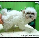 루비 애견샵 이미지