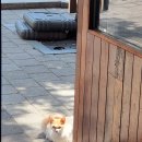 가게옆 고양이♡ 이미지