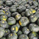 숙이네농장 이미지