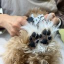 화사하개 이미지