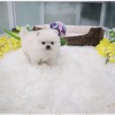 강아지용품할인매장 네이버블로그