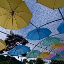 황룡강 꽃길의 수국과 우산 이미지