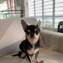 알로하 강아지유치원 호텔 이미지