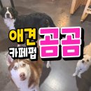 애견카페 펍 곰곰 이미지