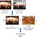다돼지 이미지