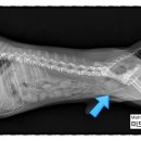 도담동물의료센터동물병원 이미지