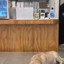 재키애견 | 남양주 애견카페 추천,유기견카페 뮤테 방문 후기