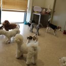 하울팟 부산케어센터 이미지