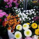 강남시장(개방) 이미지