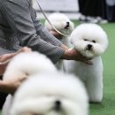 우아하개 뉴스1