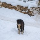 청주유기동물입양지원센터 개가 꿈꾸는 세상 | [CAMPO] 전국 유기동물 보호소 100개 모음 (유기견, 유기묘 센터)