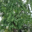 박장철효자각 이미지