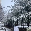 거성세탁소 | [내돈내산] 노스페이스 흰색 롱패딩 거성세탁소에 맡긴 후기(가격정보, 할인팁)