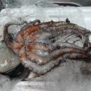 해삼농장 이미지