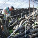 사랑농장 이미지