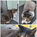 댕냥이살롱 이미지