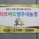 러브버드앵무새농장