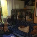 슈가독살롱 이미지